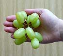grapes in hand